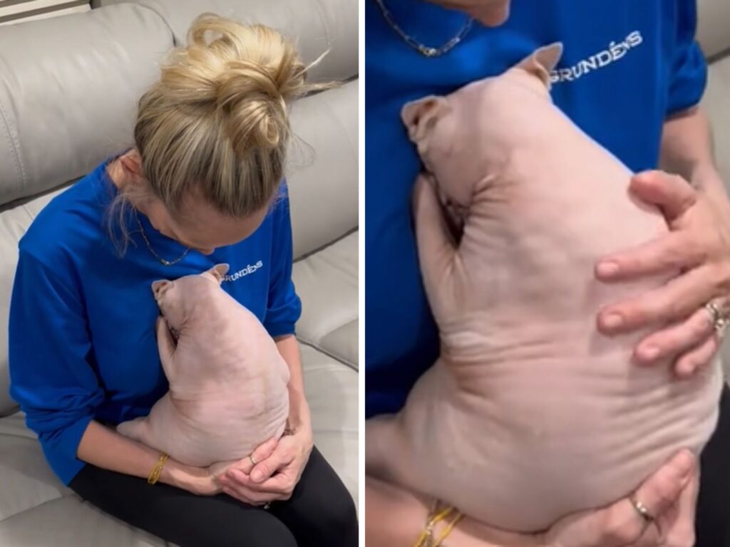 Il gatto Sphynx mette il broncio proprio come un bambino per fare capire che non sopporta la solitudine