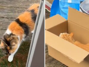 Tutti impazziscono quando il gatto prova a spaventare la sorellina ma (evidentemente) sbaglia qualcosa