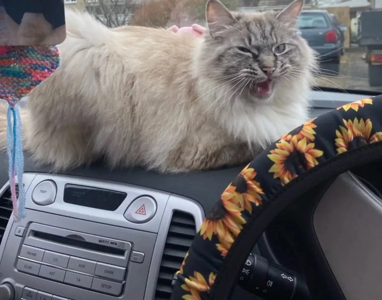 Gatto in auto