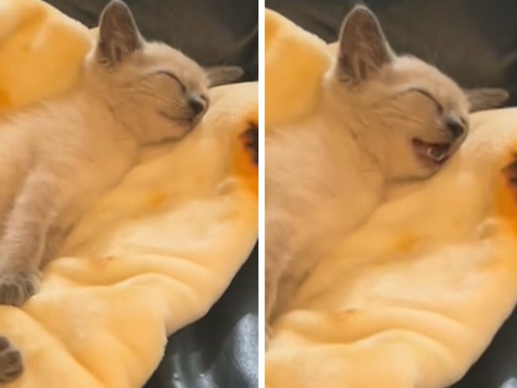 La gatta siamese che parla nel sonno è un vero sogno a occhi aperti