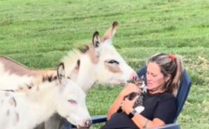 Il magico gatto randagio “ipnotizza” una famiglia intera e si fa adottare in un batter d’occhio (VIDEO)