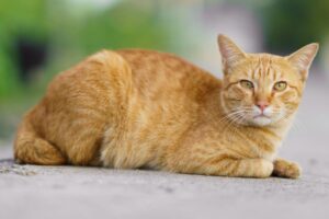 Gatto scomparso salvato dal centro di riciclaggio