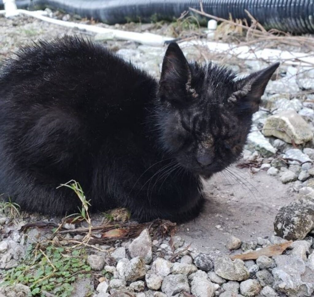 un gatto di nome Jango