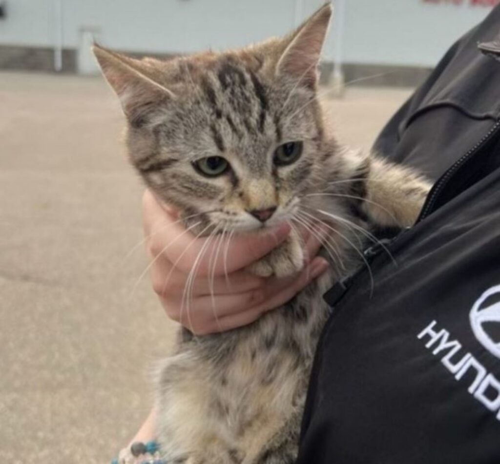 una gattina in braccio ad un commerciante