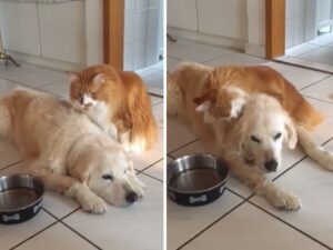 Il gatto capisce che il Golden Retriever è stato operato e diventa l’infermiere più dolce