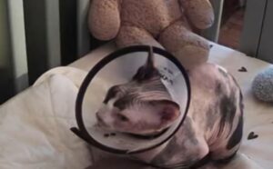 Sì, questo gatto Sphynx è l’infermiere più carino e dedito che il cagnolino potesse desiderare (VIDEO)