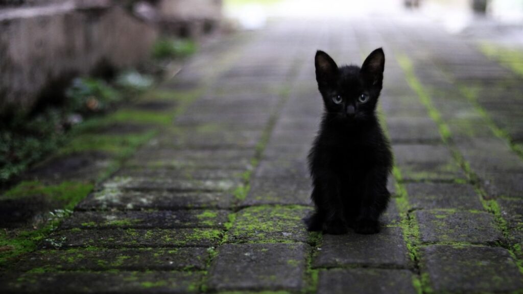 gatto inquadrato frontalmente