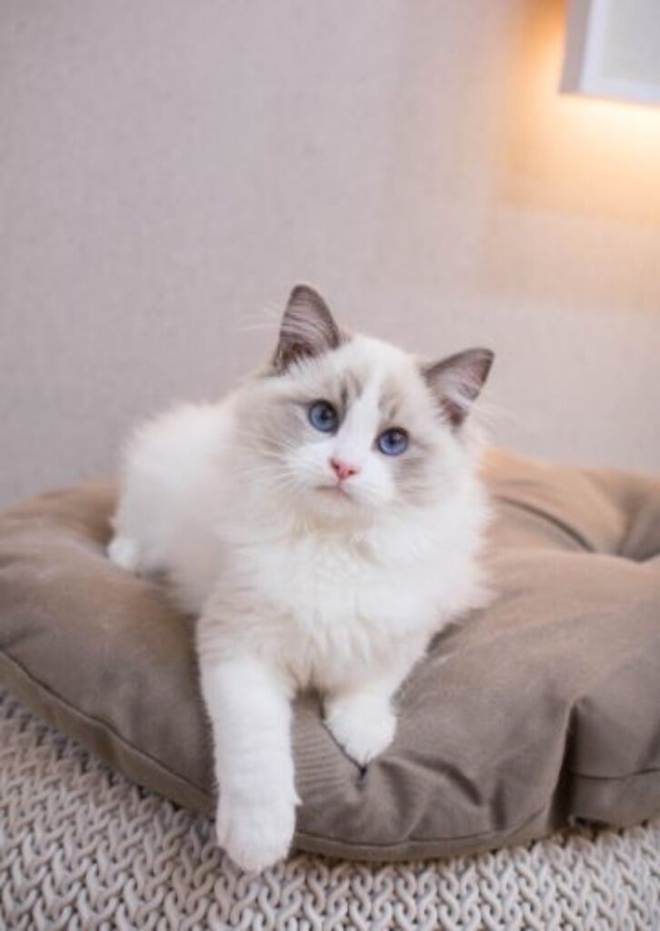 un gatto di razza Ragdoll