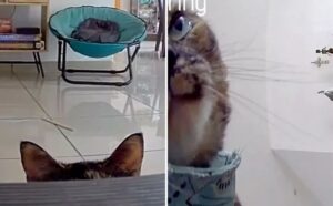 Il gatto sente la voce del suo padrone tramite la webcam e no, non fa una cosa “normale”