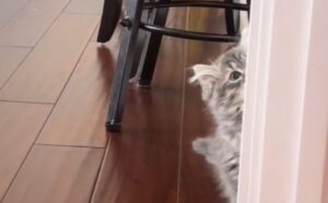 Questo adorabile gattino conquista chiunque facendo uno strano giochino con le sue stesse unghie (VIDEO)