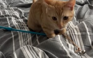 Gli fa aprire gli occhi ogni mattina alle 6, ma l’uomo perdona il gatto: “È la sveglia più carina che c’è” (VIDEO)