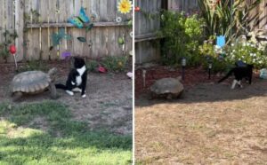 Una donna rimane di stucco quando si accorge di cosa succede tra la sua tartaruga e il gattino (VIDEO)