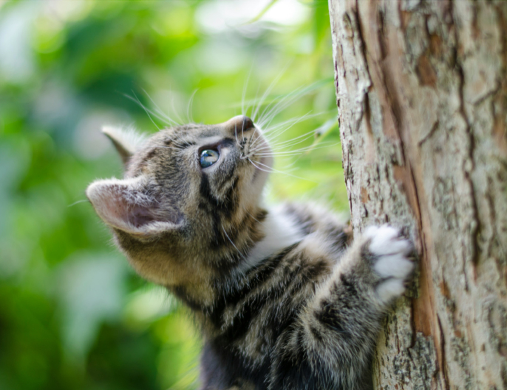 Gatto sull’albero