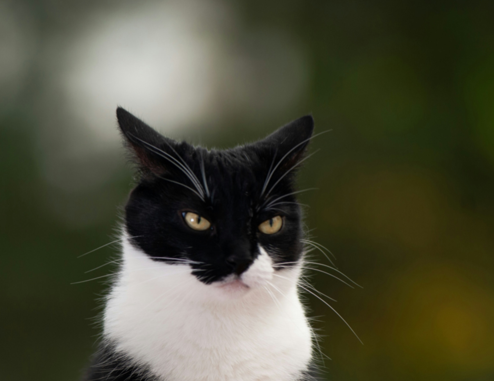 Gatto tiene lo sguardo fisso