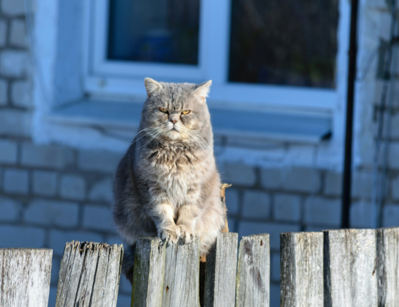 Gatto sulla ringhiera