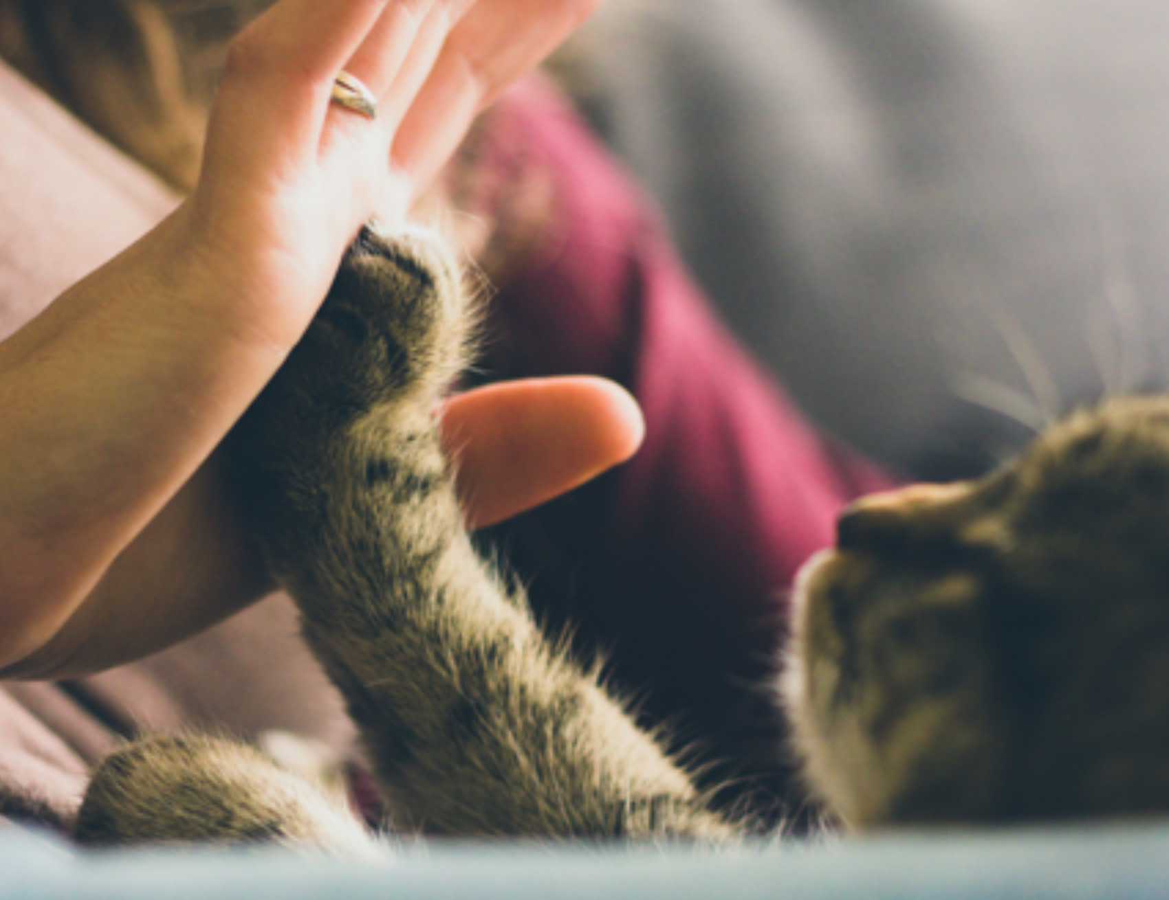 Gatto tocca la donna