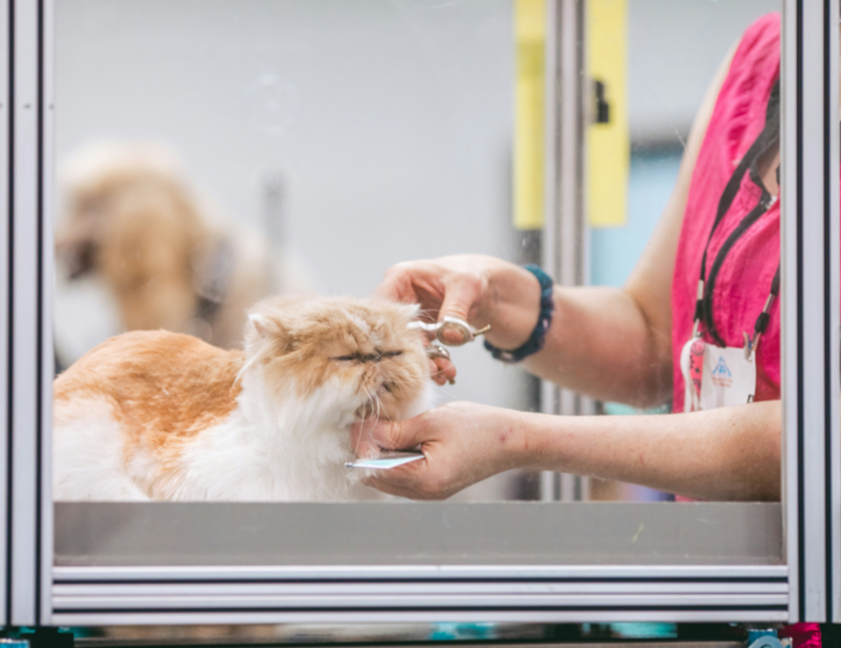 Gatto ha il pelo tagliato