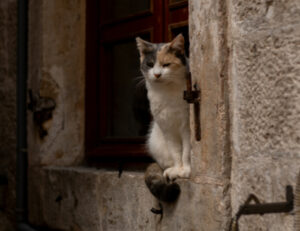 Cosa significa sognare di perdere un gatto?