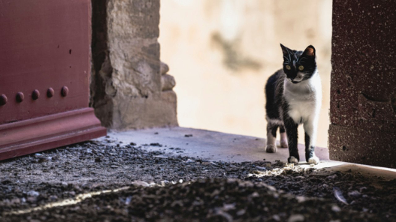 Gatto in posa