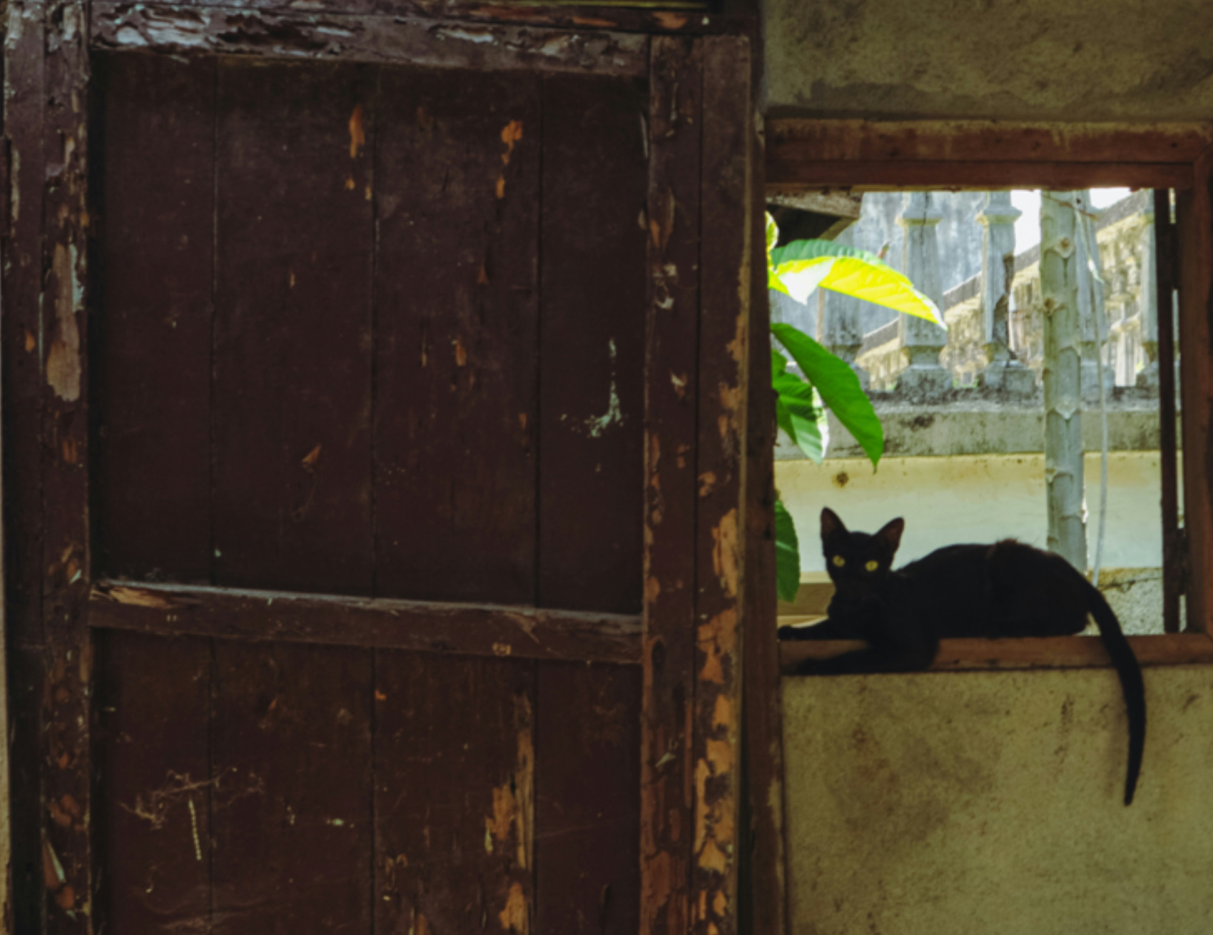 Gatto alla finestra