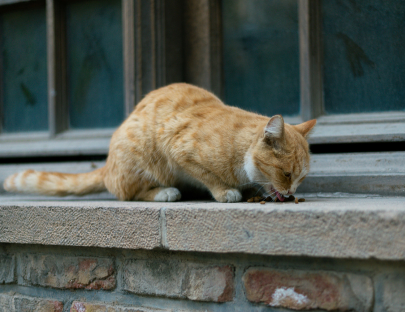 Gatto sul davanzale 