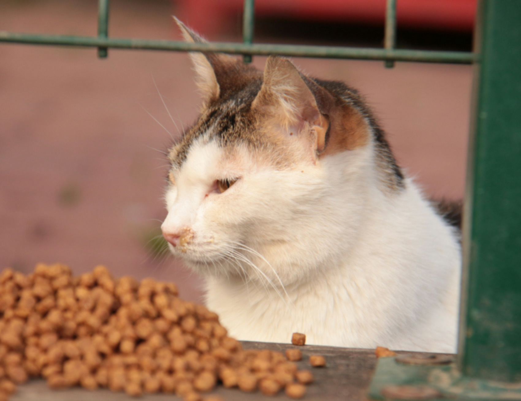 Gatto guarda a lato