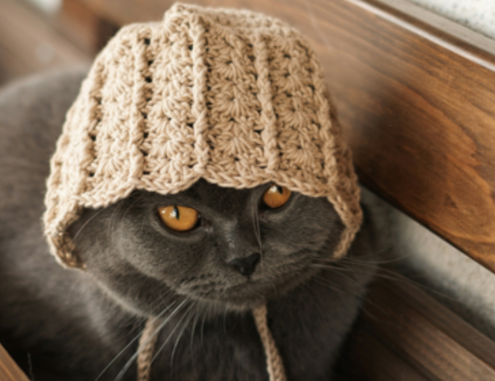 Gatto con cappello