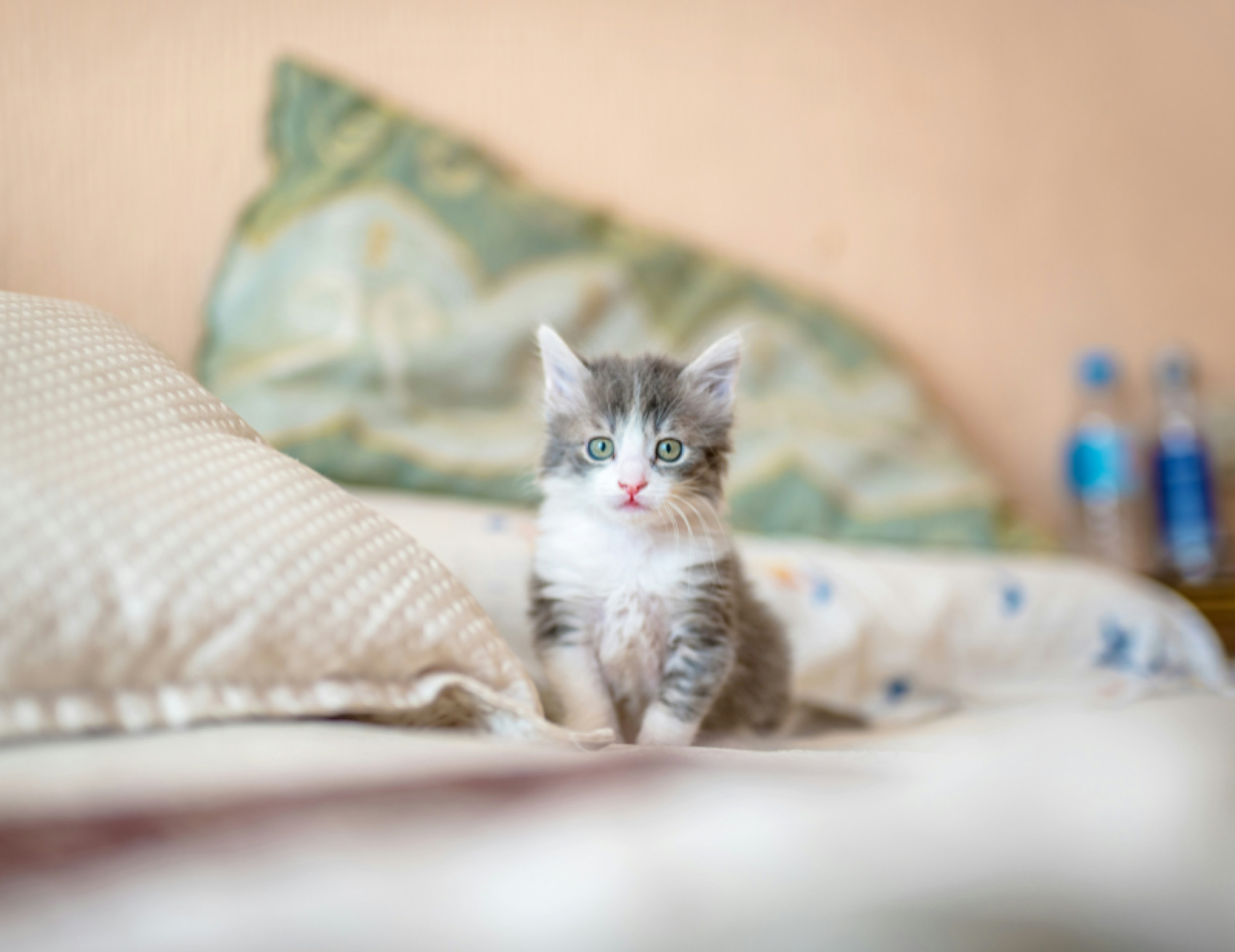 Gatto sul letto