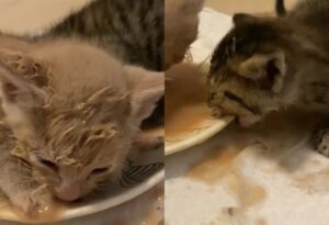 Due piccoli gattini salvati in extremis dal rifugio si godono il primo pasto da liberi: è pura dolcezza