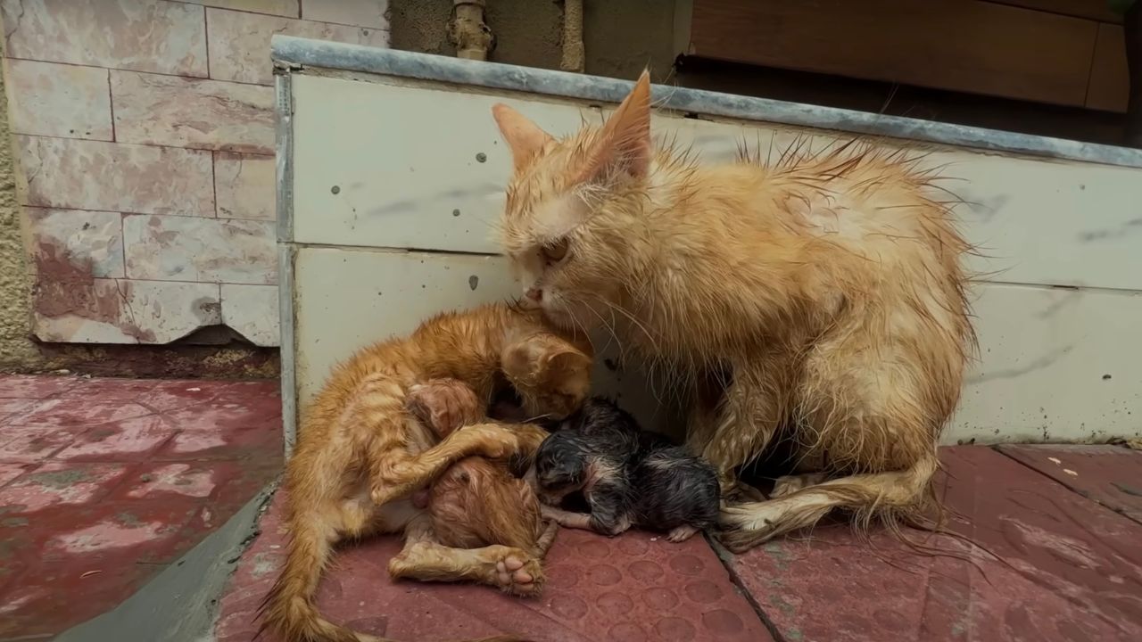 Famiglia di gatti coesa