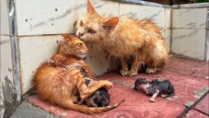 Durante una tempesta questa famiglia di gatti cercava di coccolarsi e darsi forza: erano stanchi e infreddoliti – Video