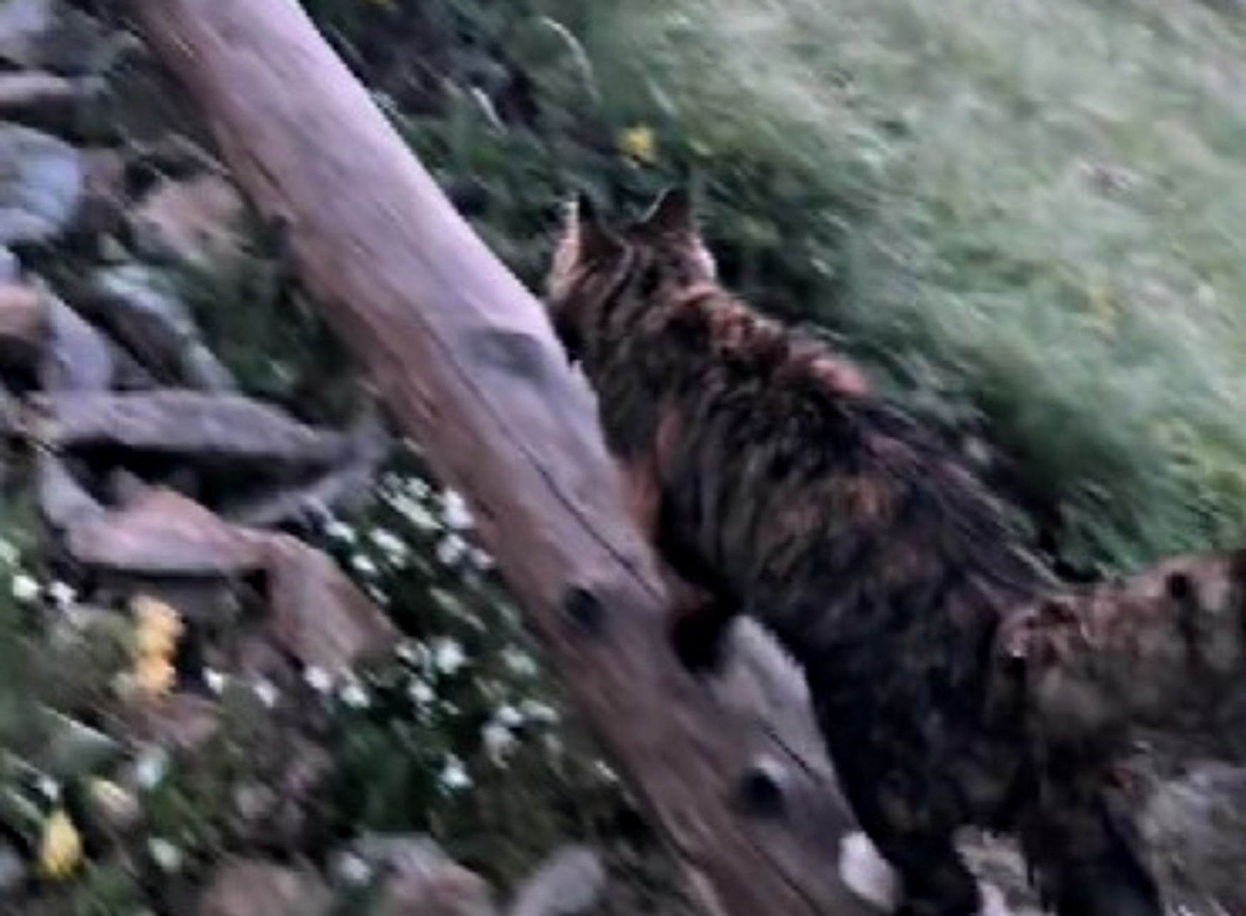 gatto diventa guida di montagna