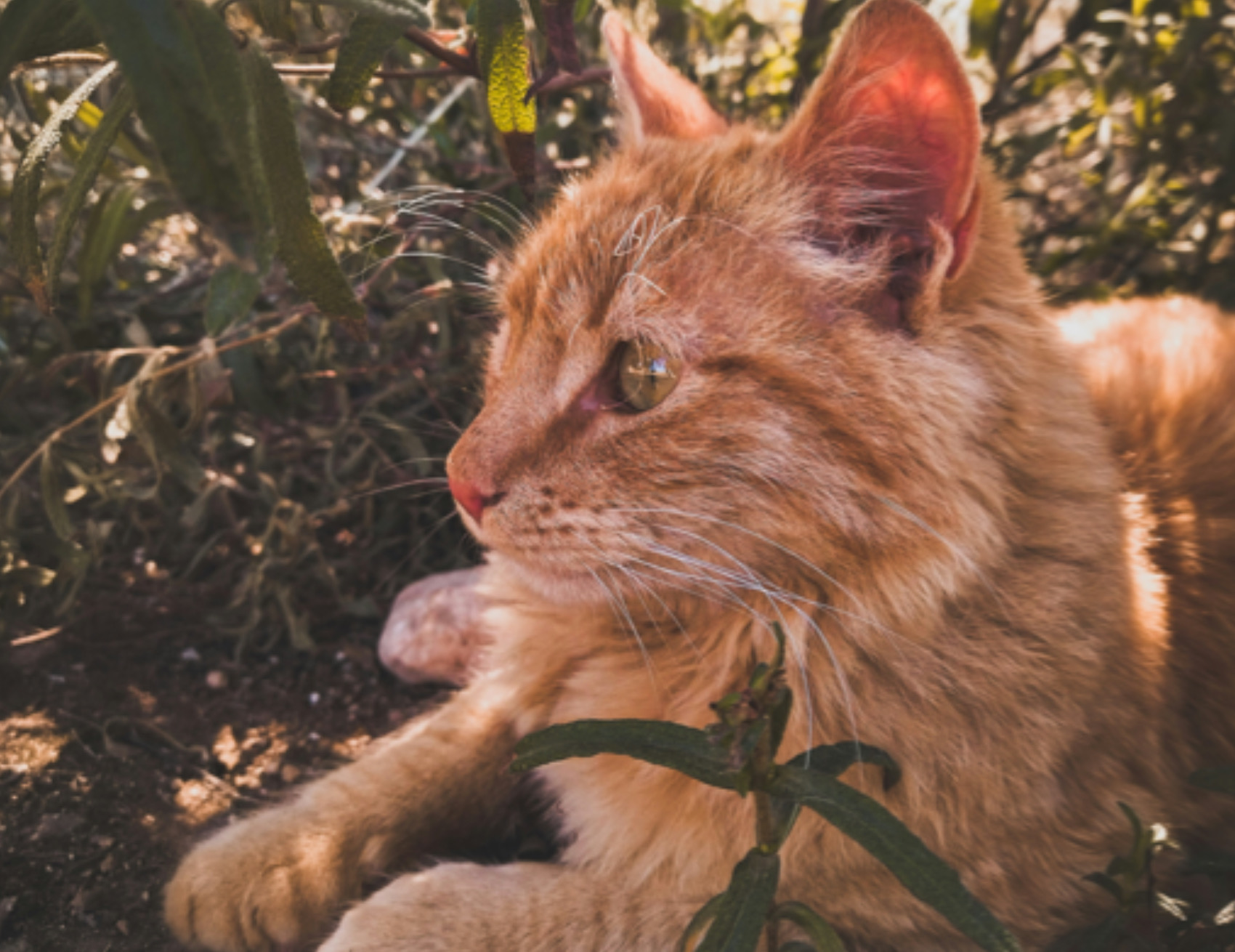 Gatto a terra