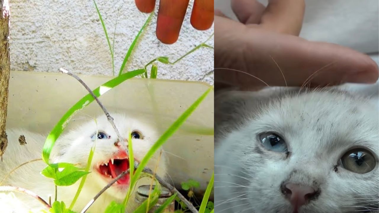 Gattino con occhi dai colori diversi