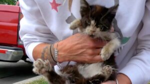 Il gattino randagio ammalato non ce la faceva più: voleva soltanto arrendersi dopo i tanti, tantissimi dolori – Video