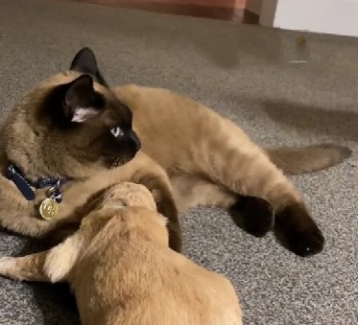 cucciolo di cane con gatto