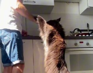 Il gatto gigante mangia sul bancone e fa impazzire il web: in tanti lo scambiano per un cane