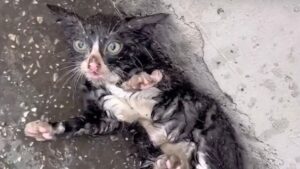 Il povero gattino nero stava all’angolo della strada, fradicio e tremante senza che nessuno riuscisse ad aiutarlo – Video