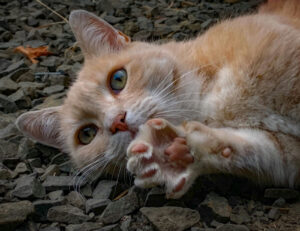 Il tuo gatto ti tocca spesso con la zampa? Ecco quello che vuole dirti davvero