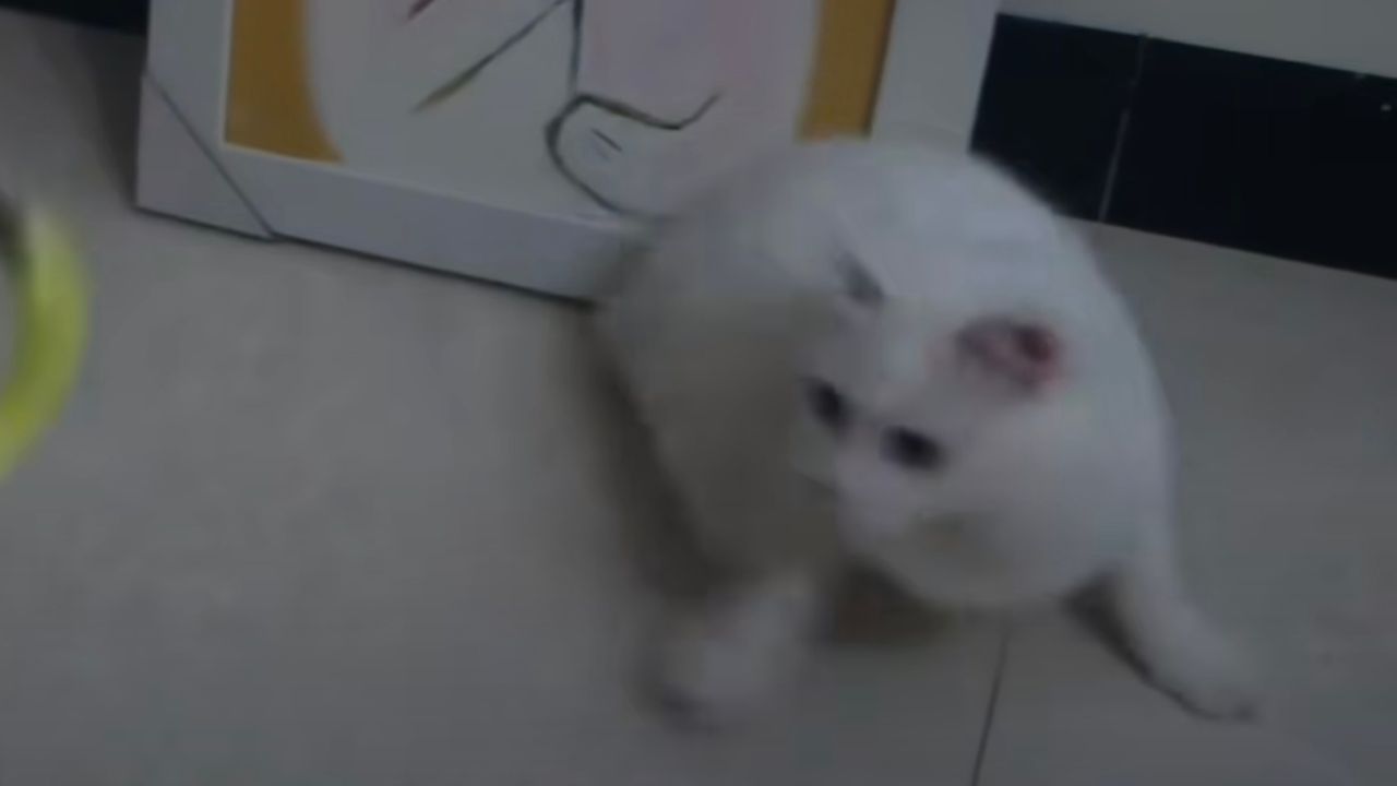 Gattino dal folto pelo bianco