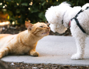 La scienza suggerisce un metodo per far andare d’accordo il gatto con i cuccioli di cane