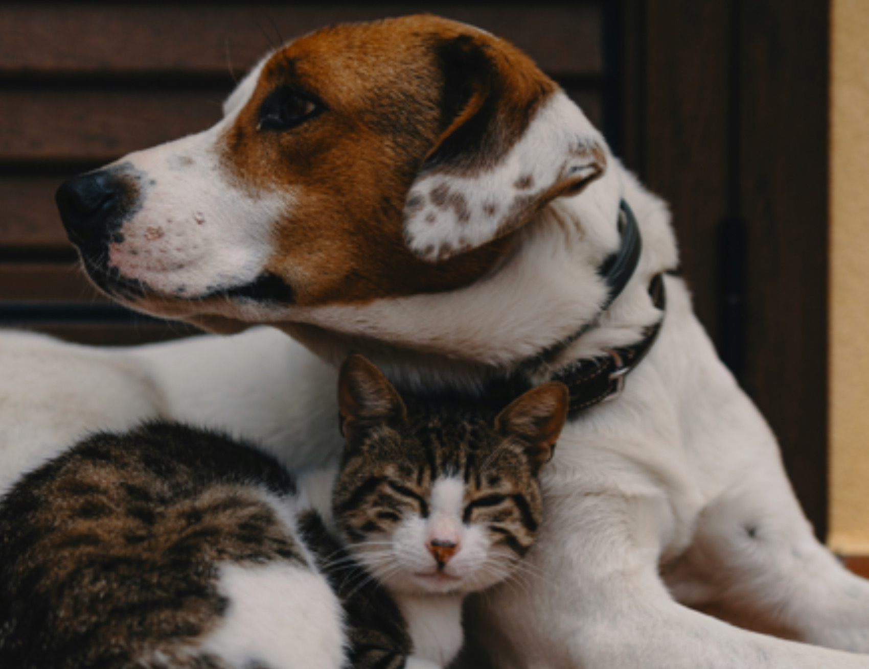 Cane e gatto si coccolano