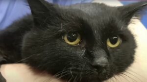 La sua storia è da non credere: la proprietaria del gatto voleva farlo sopprimere dopo averlo picchiato per 10 anni – Video