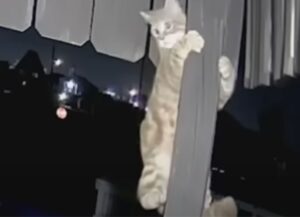 La videocamera di sicurezza ha immortalato il momento in cui questo gatto ha affrontato uno scontro impressionante