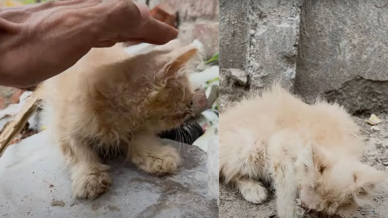 Gatto soffre di una grave infezione