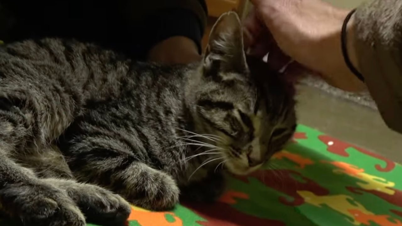 Gatto affetto da seri problemi