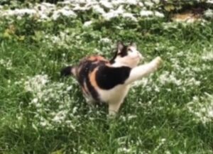 Per la prima volta il gatto saltella sulla neve e il suo modo di muoversi è adorabile