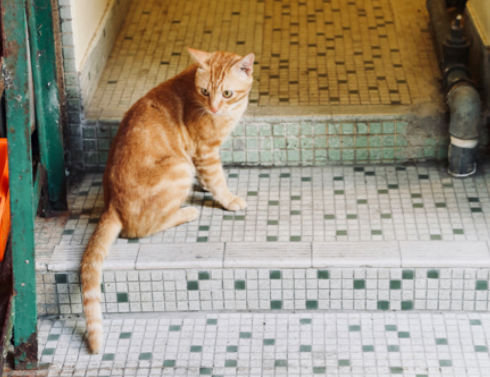 Gatto arancio sulle scale 