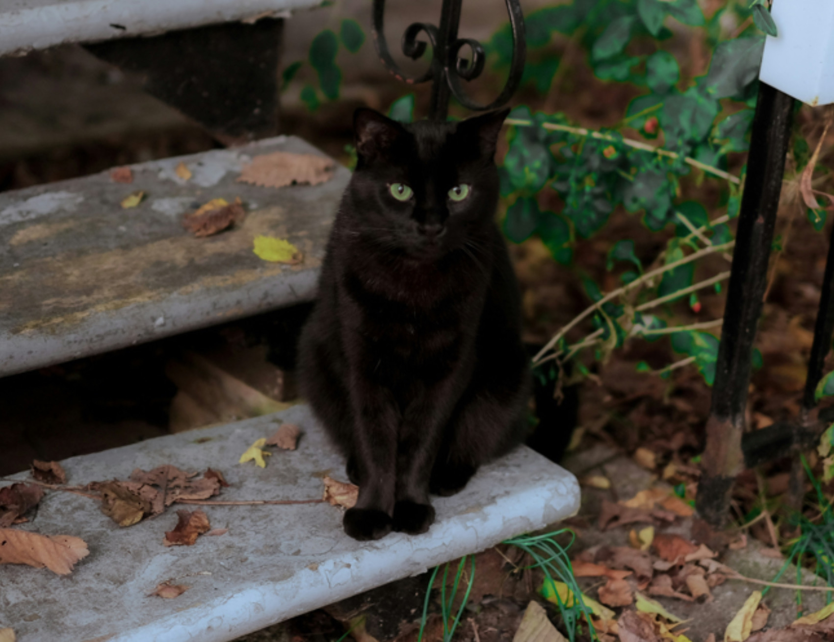 Gatto in piedi