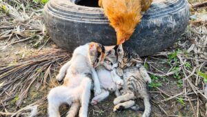 Questi gatti sono rimasti intrappolati: il loro salvataggio dopo tanto dolore è stato un vero miracolo – Video